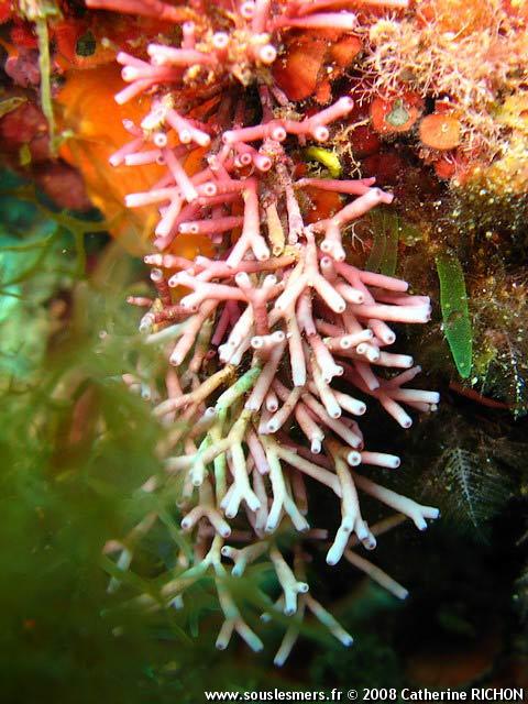 Tricleocarpa fragilis - tricléocarpe fragile Tricleocarpa fragilis - tricléocarpe fragile