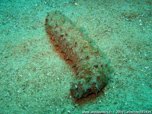 Holothuria tubulosa - holothurie tubuleuse Holothuria tubulosa - holothurie tubuleuse
