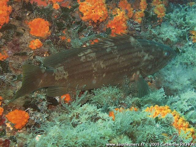Epinephelus costae - badèche Epinephelus costae - badèche