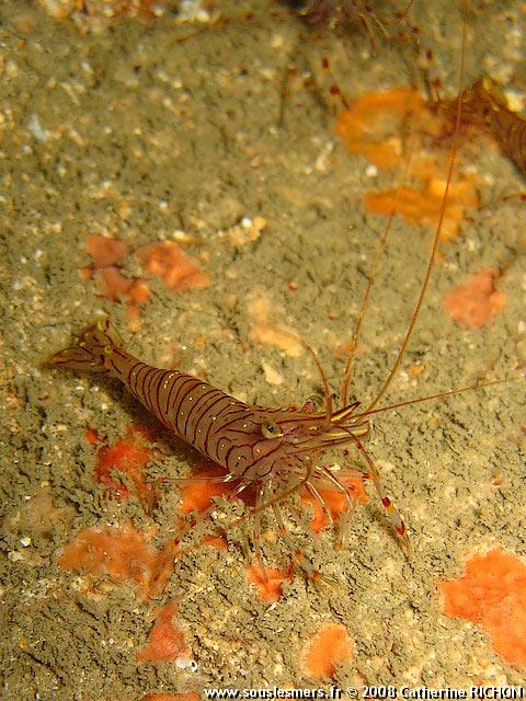 Palaemon serratus - grande crevette rose Palaemon serratus - grande crevette rose