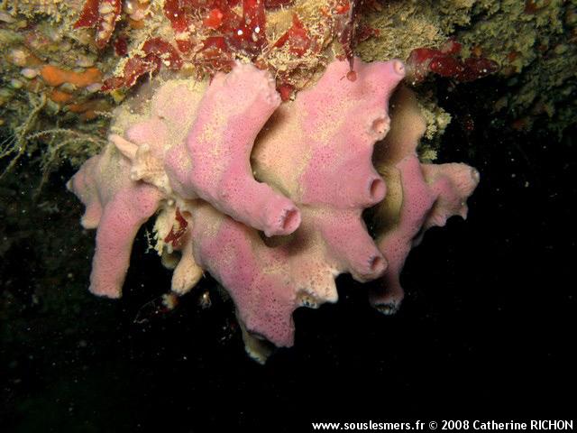 Haliclona viscosa - éponge à cheminées Haliclona viscosa - éponge à cheminées