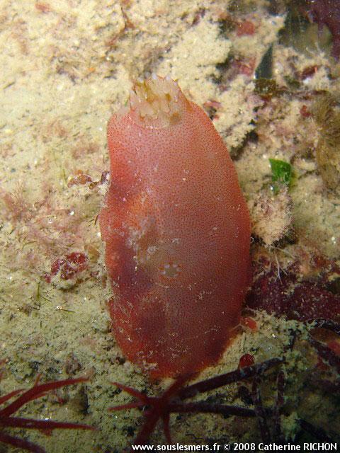 Ascidia mentula - ascidie rose Ascidia mentula - ascidie rose