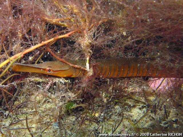 Entelurus aequoreus - entélure Entelurus aequoreus - entélure