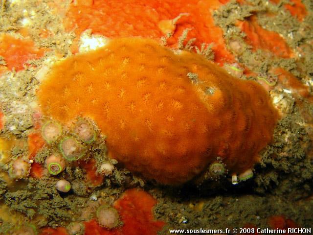 Cellepora pumicosa - cellépore pierreuse orange Cellepora pumicosa - cellépore pierreuse orange