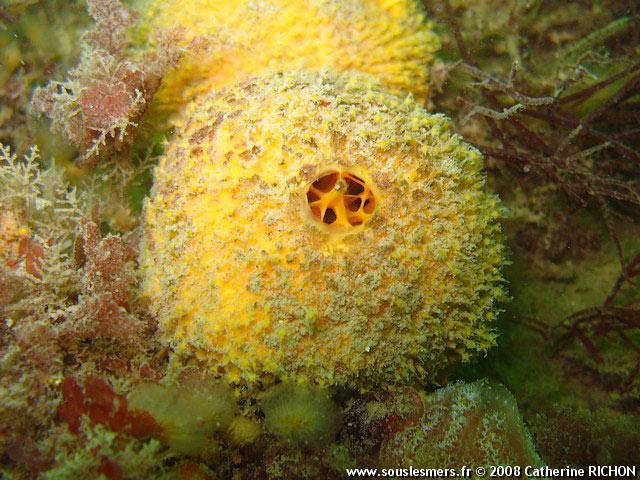 Tethya aurantium - orange de mer Tethya aurantium - orange de mer