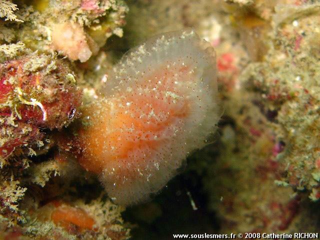 Morchellium argus - flocon pédonculé rouge Morchellium argus - flocon pédonculé rouge