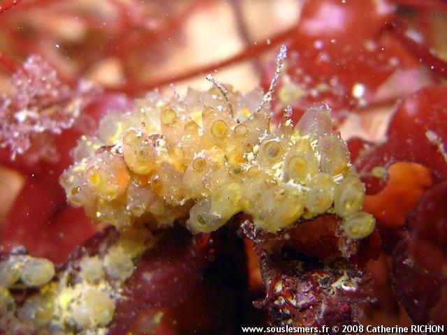 Perophora listeri - perophore Perophora listeri - perophore