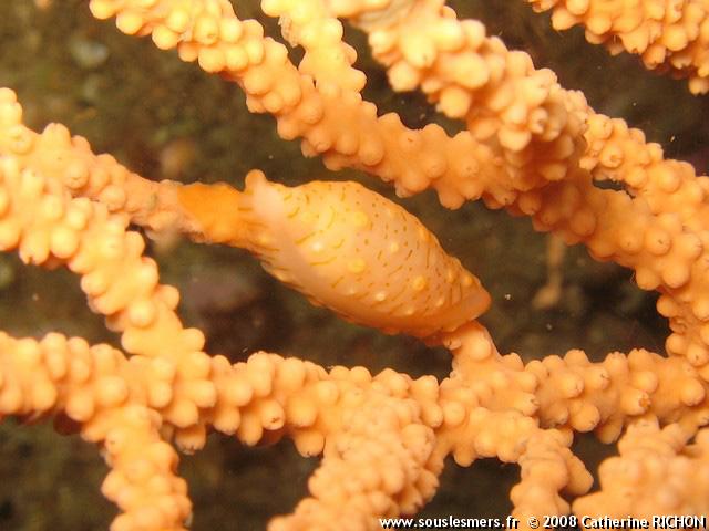 Simnia patula - simnie Simnia patula - simnie