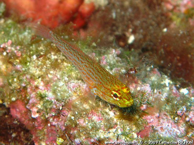 Gobius xanthocephalus - gobie à tête jaune Gobius xanthocephalus - gobie à tête jaune