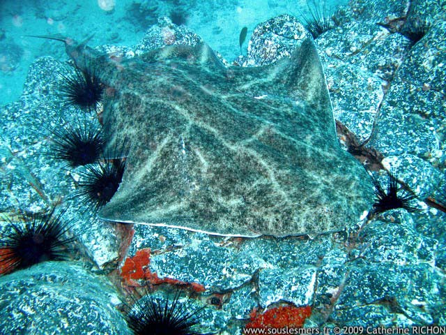 Squatina squatina - ange de mer commun Squatina squatina - ange de mer commun