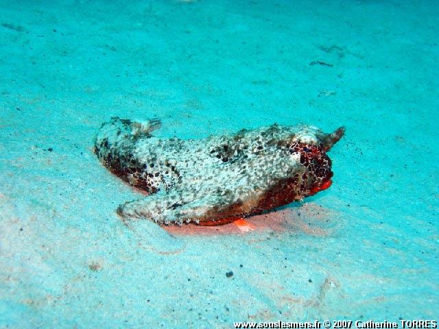 Ogcocephalus nasutus - poisson chauve-souris Ogcocephalus nasutus - poisson chauve-souris
