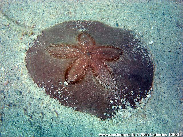 Clypeaster subdepressus - oursin de sable Clypeaster subdepressus - oursin de sable