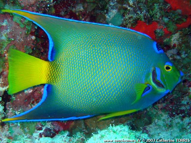 Holacanthus ciliaris - poisson-ange royal Holacanthus ciliaris - poisson-ange royal