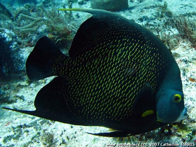 Pomacanthus paru - poisson-ange français Pomacanthus paru - poisson-ange français