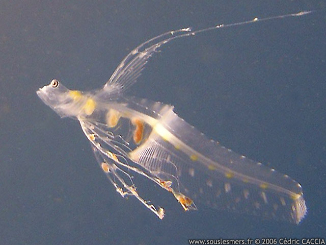 Ateleopus japonicus - poisson à museau gélatineux du Pacifique Ateleopus japonicus - poisson à museau gélatineux du Pacifique