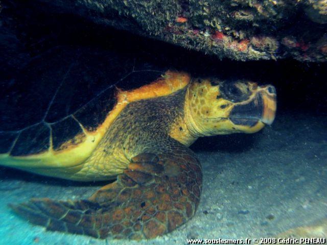 Caretta caretta - tortue caouanne Caretta caretta - tortue caouanne