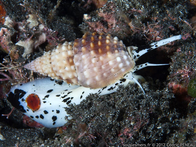 Nassarius papillosus - nasse dalmatienne mamelonnée Nassarius papillosus - nasse dalmatienne mamelonnée