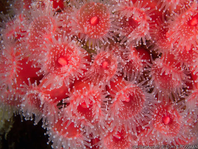 Corynactis californica - anémone bijou de Californie Corynactis californica - anémone bijou de Californie