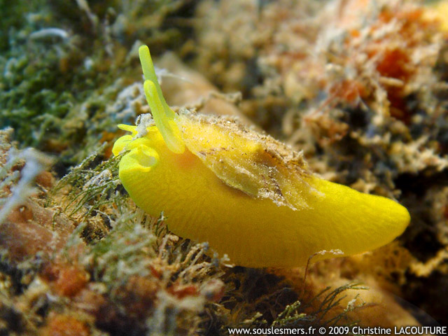Tylodina perversa - tylodine jaune Tylodina perversa - tylodine jaune