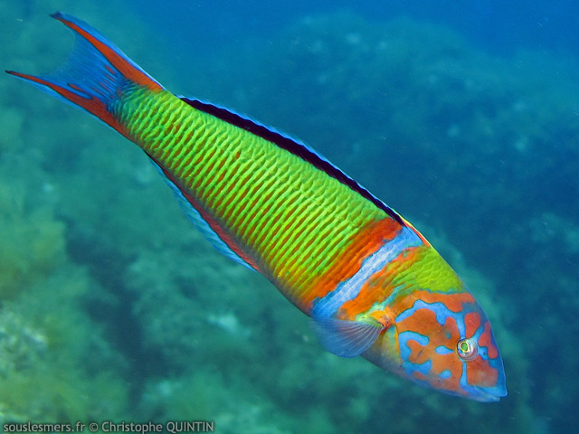 Thalassoma pavo - girelle-paon Thalassoma pavo - girelle-paon