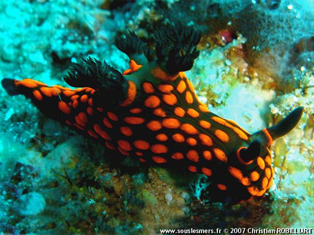 Nembrotha guttata - nembrotha tacheté orange Nembrotha guttata - nembrotha tacheté orange