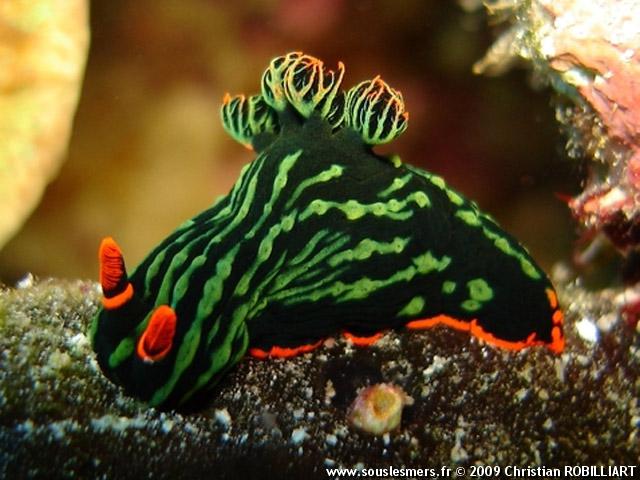 Nembrotha kubaryana - nembrotha de Kubary Nembrotha kubaryana - nembrotha de Kubary