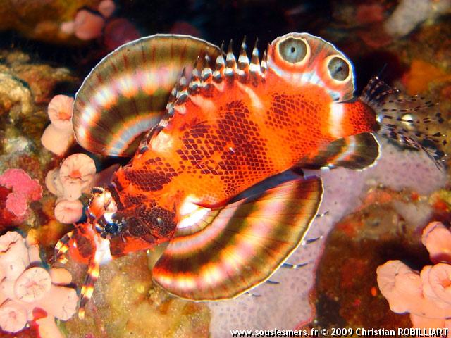 Dendrochirus biocellatus - poisson lion à deux ocelles Dendrochirus biocellatus - poisson lion à deux ocelles