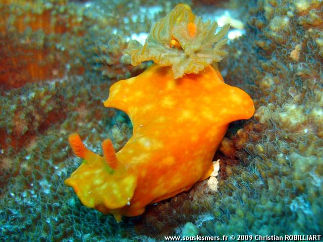 Ceratosoma gracillimum - cératosome gracile Ceratosoma gracillimum - cératosome gracile
