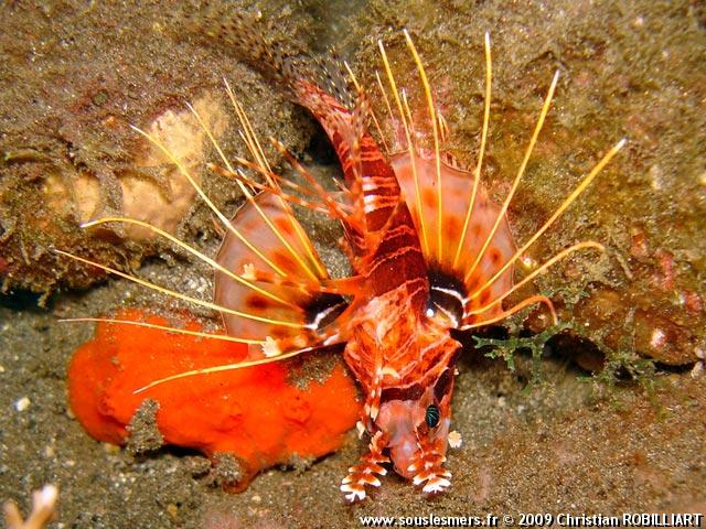 Pterois mombasae - rascasse volante mombaise Pterois mombasae - rascasse volante mombaise