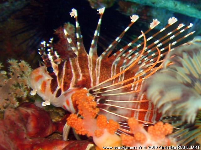 Pterois antennata - poisson scorpion à antennes Pterois antennata - poisson scorpion à antennes