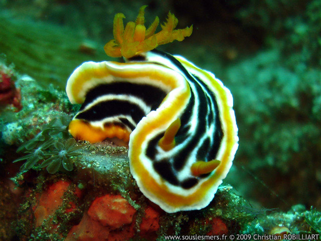 Chromodoris magnifica - doris magnifique Chromodoris magnifica - doris magnifique