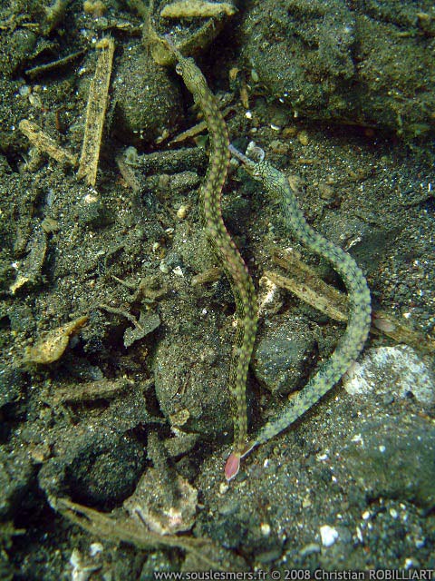 Corythoichthys intestinalis - syngnathe gribouillé Corythoichthys intestinalis - syngnathe gribouillé