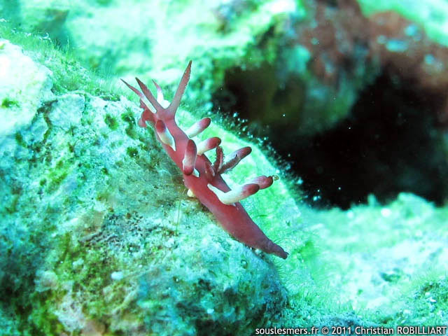 Okenia nakamotoensis - Okenia de Nakamoto Okenia nakamotoensis - Okenia de Nakamoto