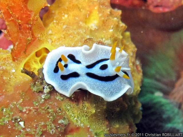 Chromodoris dianae - Doris de Diane Chromodoris dianae - Doris de Diane