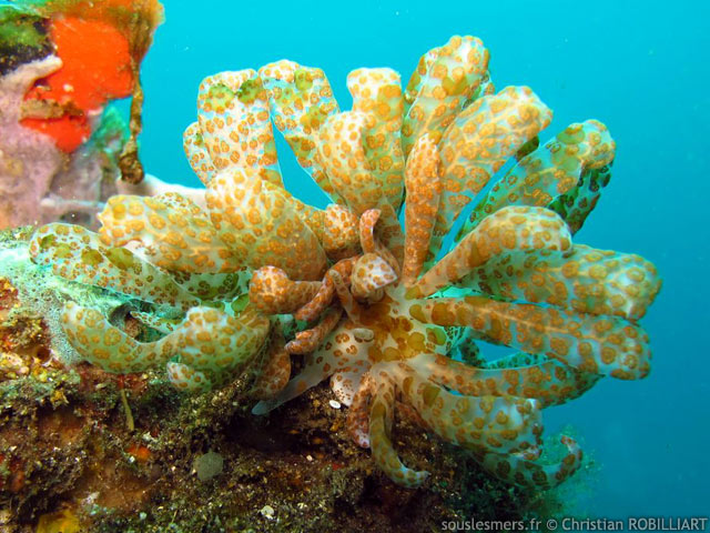 Phyllodesmium longicirrum - nudibranche solaire Phyllodesmium longicirrum - nudibranche solaire