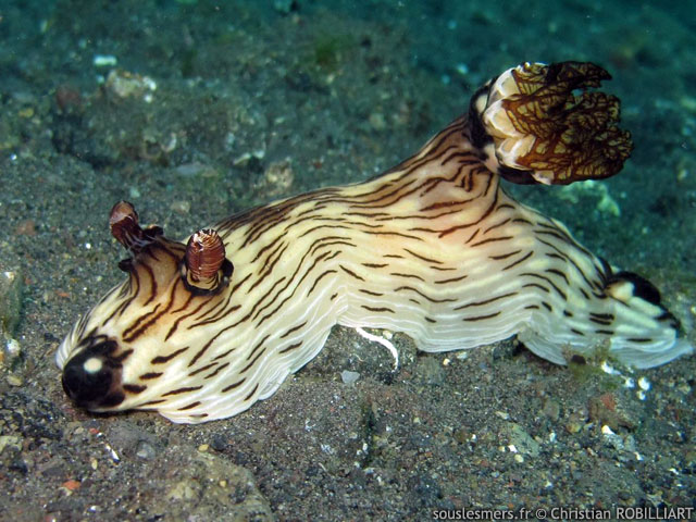 Jorunna rubescens - jorunna veineux Jorunna rubescens - jorunna veineux