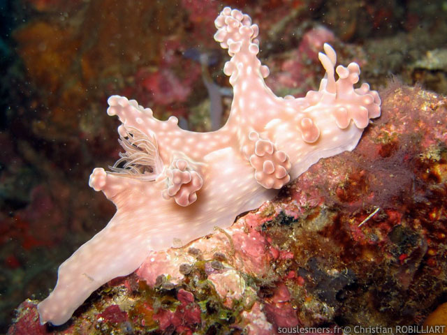 Miamira alleni - nudibranche d'Allen Miamira alleni - nudibranche d'Allen