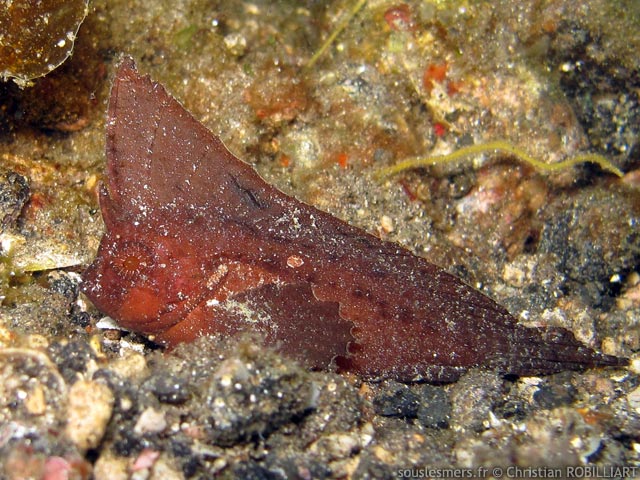 Ablabys taenianotus - poisson-feuille cacatoès Ablabys taenianotus - poisson-feuille cacatoès