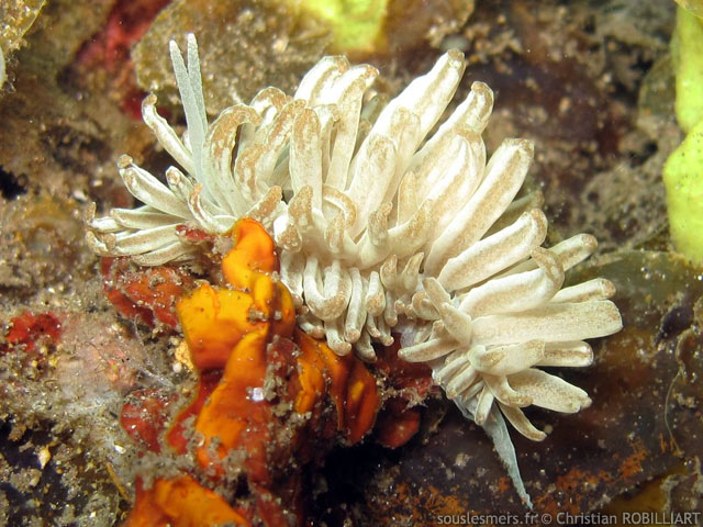 Phyllodesmium jakobsenae - nudibranche solaire de Jakobsen Phyllodesmium jakobsenae - nudibranche solaire de Jakobsen