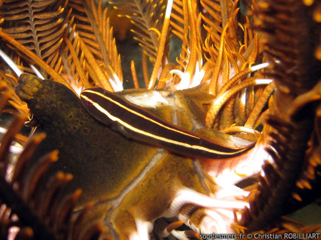 Discotrema crinophilum - poisson des crinoïdes Discotrema crinophilum - poisson des crinoïdes