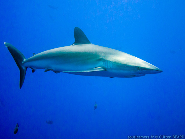 Carcharhinus falciformis - requin soyeux Carcharhinus falciformis - requin soyeux