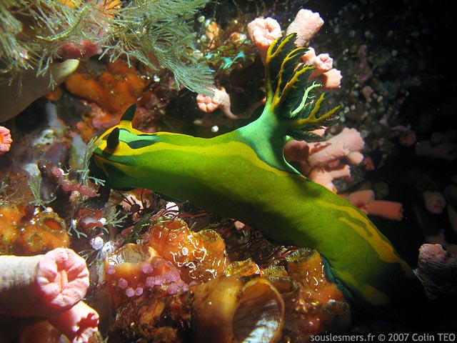 Tambja olivaria - tambja olive Tambja olivaria - tambja olive
