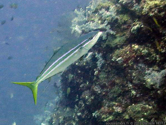 Elagatis bipinnulata - coureur arc en ciel Elagatis bipinnulata - coureur arc en ciel
