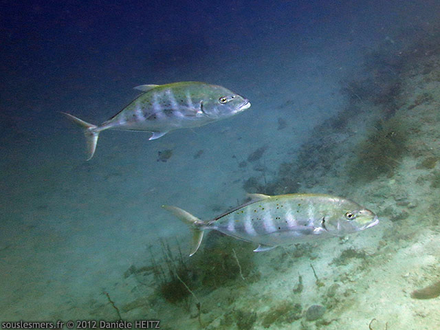 Carangoides ferdau - carangue rayée Carangoides ferdau - carangue rayée