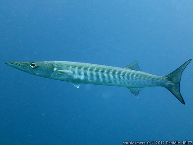 Sphyraena putnamae - barracuda à dents de scie Sphyraena putnamae - barracuda à dents de scie