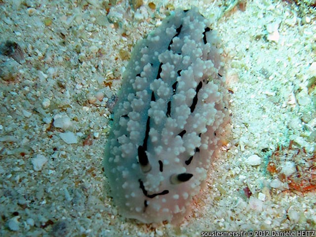 Phyllidiopsis krempfi - phillidie de Krempf Phyllidiopsis krempfi - phillidie de Krempf