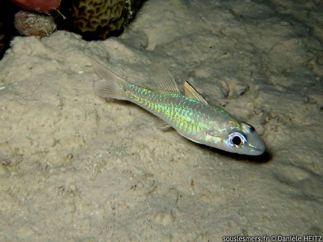 Pristiapogon fraenatus - apogon à bride Pristiapogon fraenatus - apogon à bride