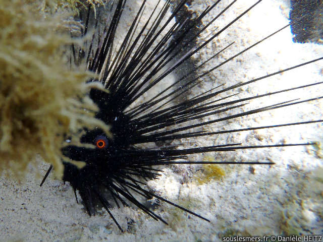 Diadema setosum - oursin diadème à anneau orange Diadema setosum - oursin diadème à anneau orange