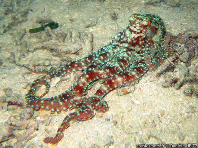 Callistoctopus macropus - poulpe tacheté Callistoctopus macropus - poulpe tacheté
