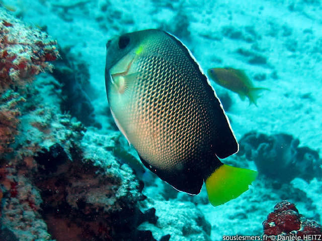 Apolemichthys xanthurus - poisson ange des Indes Apolemichthys xanthurus - poisson ange des Indes